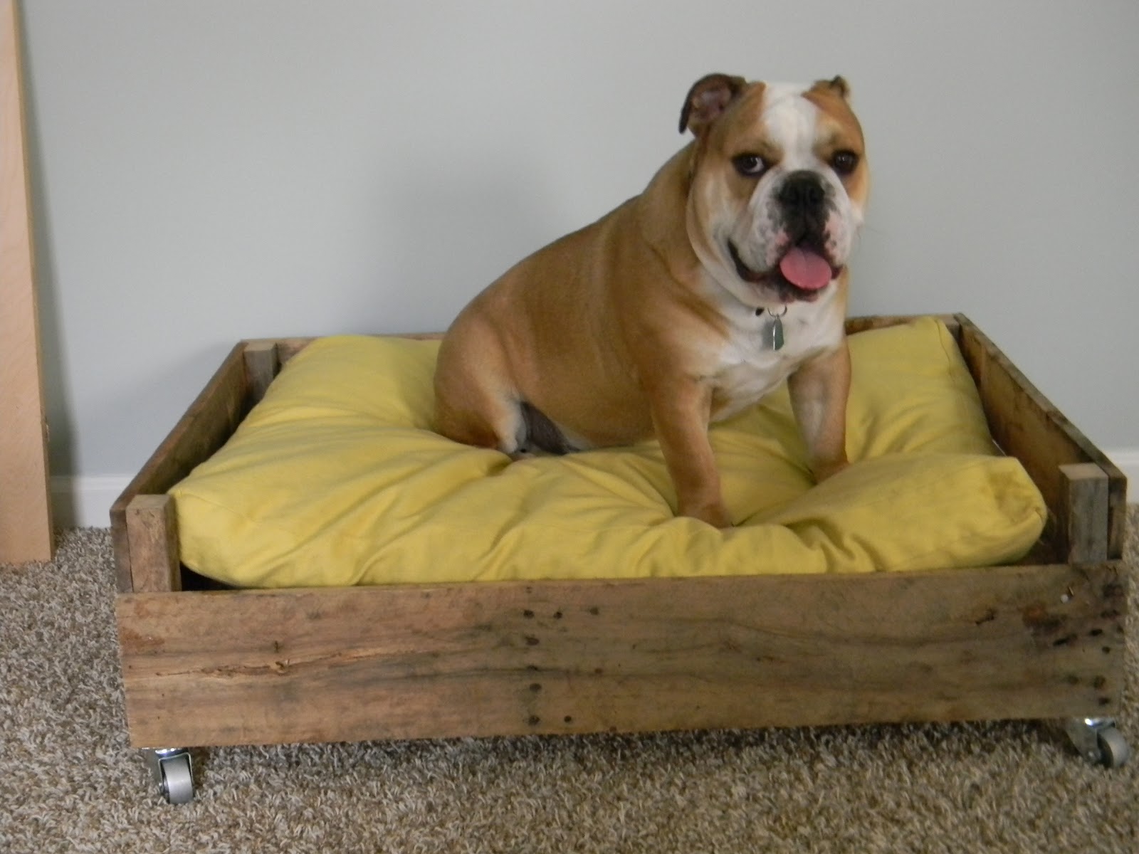 Dog's Bed Wooden Floor